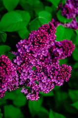 Syringa flower.