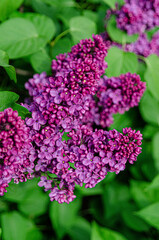 Syringa flower.