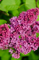 Syringa flower.