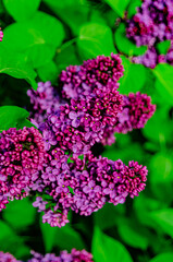 Syringa flower.