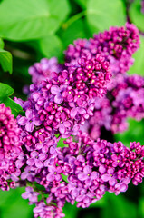 Obraz premium Syringa flower.