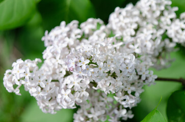 Syringa flower.