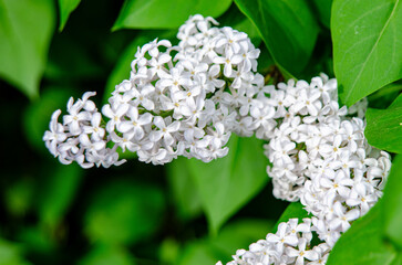 Syringa flower.