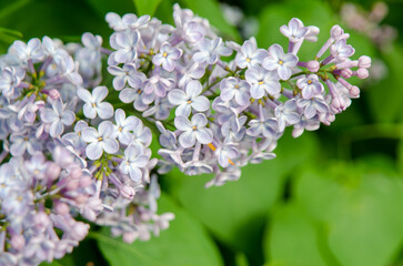 Syringa flower.