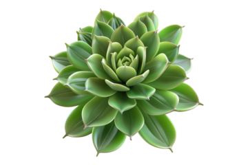 Attractive green plant with succulents isolated on transparent background