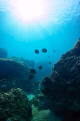 チョウチョウウオ（チョウチョウウオ科）、ヒレグロコショウダイ（イサキ科）、アカヒメジ（ヒメジ科）、ヘラヤガラ（ヘラヤガラ科）、イシガキダイ（イシダイ科）他群れ。
伊豆諸島式根島-2020年10月
Oriental ButterflyFish (Chaetodon aurites)
Lesson's thicklip (Plectorhinchus lessonii)
Painted flutemo