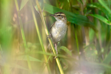 junger Schilfrohrsänger // young Sedge warbler (Acrocephalus schoenobaenus)