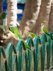 Papugi Malaga  © Piotr