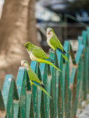 Papugi Malaga 