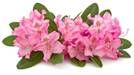Fototapeta premium Pink Rhododendron Flowers with Green Leaves