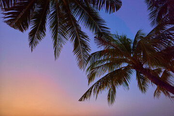 Wallpaper of silhouette of a tall palm tree against a gradient idyllic sky