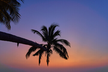 Wallpaper of silhouette of a tall palm tree against a gradient idyllic sky