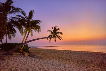 Wallpaper of coast with tall palm trees at sunset with gradient idyllic sky