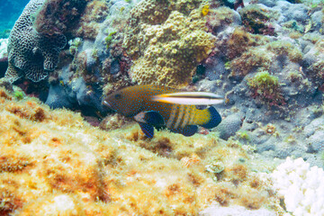 美しいアオノメハタ（ハタ科）、ヤリカタギ（チョウチョウウオ科）、ソラスズメダイ（スズメダイ科）他。
伊豆諸島式根島-2020年10月
Peacock grouper (Cephalopholis argus), Chevron Butterflyfish (Chaetodon trifascialis), Heavenly Damselfish (Pomacentrus coelestis) 