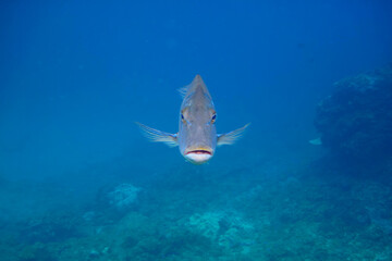 Fototapeta premium 大きく美しいハマフエフキ（フエフキダイ科）。東京都伊豆諸島式根島-2020年10月Large and beautiful Spangled emperor (Lethrinus nebulosus) and others. 