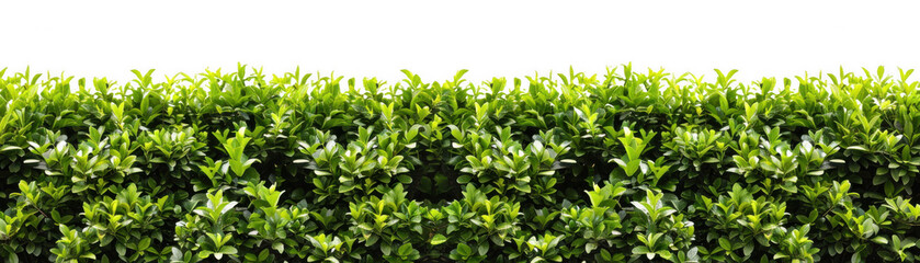 Obraz premium Long Green Hedge