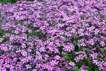 flower meadow of pink subulate phlox - ground cover plant