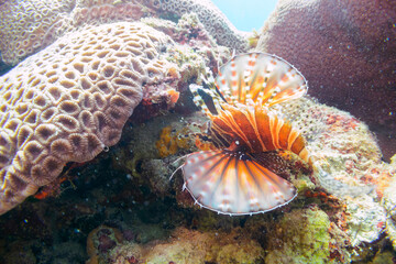 広げた羽根が美しいキリンミノ（フサカサゴ科）。

東京都伊豆諸島式根島-2020年10月

The Beautiful Zebra turkeyfish (Dendrochirus zebra) and others. 
