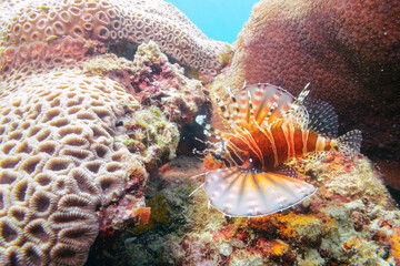 広げた羽根が美しいキリンミノ（フサカサゴ科）。

東京都伊豆諸島式根島-2020年10月

The Beautiful Zebra turkeyfish (Dendrochirus zebra) and others. 
