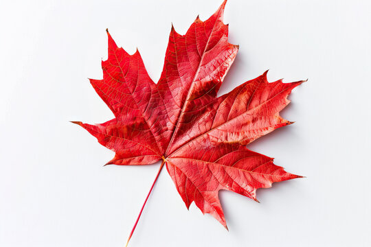 Vibrant red maple leaf isolated on a white background, showcasing detailed texture and autumnal beauty.