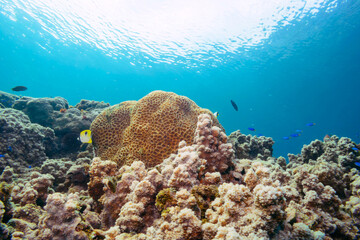 イッテンチョウチョウウオ、ヤリカタギ（チョウチョウウオ科）、ソラスズメダイ（スズメダイ科）他の群れ。
伊豆諸島式根島-2020年10月
Teardrop butterflyfish (Chaetodon unimaculatus)
Chevron Butterflyfish (Chaetodon trifascialis)
Heavenly Damselfish (Pomacentrus 
