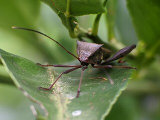 Sangit grasshopper (Leptocorisa oratorius) on orange leaves with blurred background
