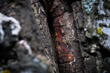 Natural tree texture background, bark with the 