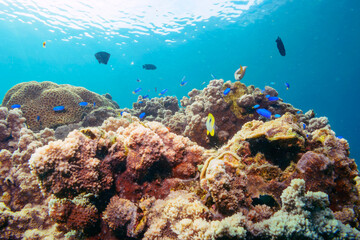 イッテンチョウチョウウオ、ヤリカタギ（チョウチョウウオ科）、ソラスズメダイ（スズメダイ科）他の群れ。
伊豆諸島式根島-2020年10月
Teardrop butterflyfish (Chaetodon unimaculatus)
Chevron Butterflyfish (Chaetodon trifascialis)
Heavenly Damselfish (Pomacentrus 
