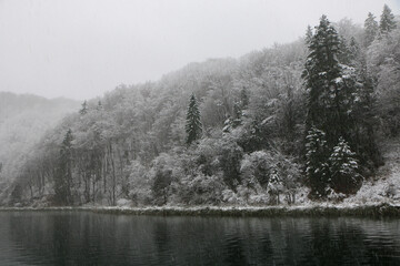 snow and fog in the forest