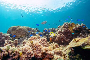 Fototapeta premium イッテンチョウチョウウオ、ヤリカタギ（チョウチョウウオ科）、ソラスズメダイ（スズメダイ科）他の群れ。 伊豆諸島式根島-2020年10月 Teardrop butterflyfish (Chaetodon unimaculatus) Chevron Butterflyfish (Chaetodon trifascialis) Heavenly Damselfish (Pomacentrus 
