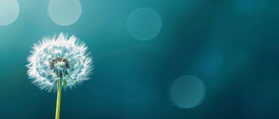  Close-up of a dandelion against a blue backdrop Blurred dandelion image