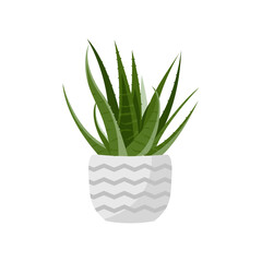 Aloe Vera plant with white pot and zigzag motif isolated on white background