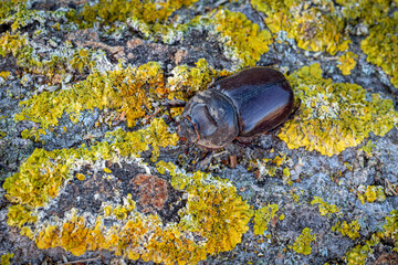 Oryctes nasicornis. European rhinoceros beetle, female, on bark with lichens.