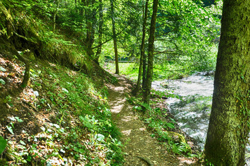 Path in the forest in Yedi Goller (Seven Lakes) National Park, Bolu, Turkey