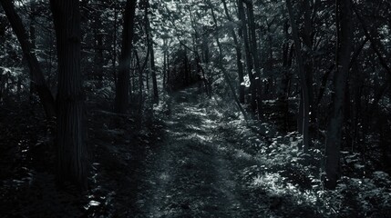 Obraz premium Dark trail in the woods