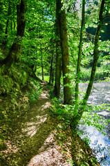 Path in the forest in Yedi Goller (Seven Lakes) National Park, Bolu, Turkey