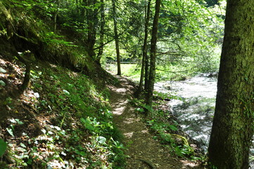 Path in the forest in Yedi Goller (Seven Lakes) National Park, Bolu, Turkey