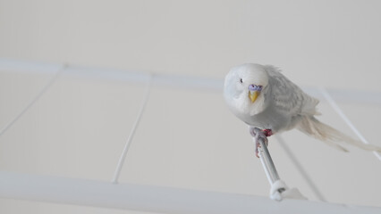 a portrait of t blue parrot perched at home, showcasing its colorful feathers and charm.