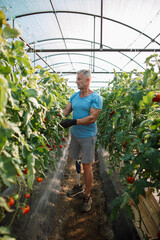 Amputee gardener with his prosthetic leg picking tomatoes in the greenhouse
