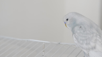 a portrait of t blue parrot perched at home, showcasing its colorful feathers and charm.
