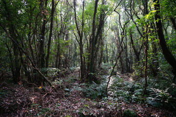 primeval forest in the gleaming sunlight