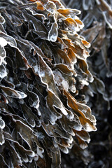 Frozen seaweed by the shore