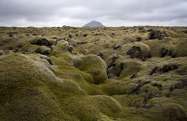 Mossy lava field by cone shaped mountain Keilir in Iceland