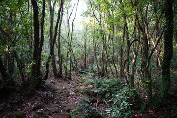 primeval forest in the gleaming sunlight