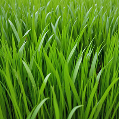 Fototapeta premium The natural beauty of wheatgrass (Hierochloe). Perfect for wellness and health themes, this vibrant shot highlights the fresh, lush green blades, ideal for blogs, websites, promotional materials.
