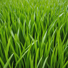 Fototapeta premium The natural beauty of wheatgrass (Hierochloe). Perfect for wellness and health themes, this vibrant shot highlights the fresh, lush green blades, ideal for blogs, websites, promotional materials.