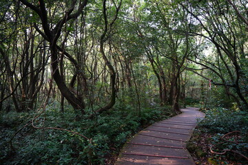 Fototapeta premium fine forest walkway in the gleaming sunlight
