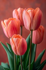 Fototapeta premium Pink tulips in soft focus with a glowing background. 