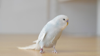 a portrait of t blue parrot perched at home, showcasing its colorful feathers and charm.