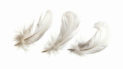 White feathers fly in the air, isolated on a white background
